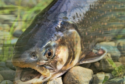 Das Fisch-Dilemma