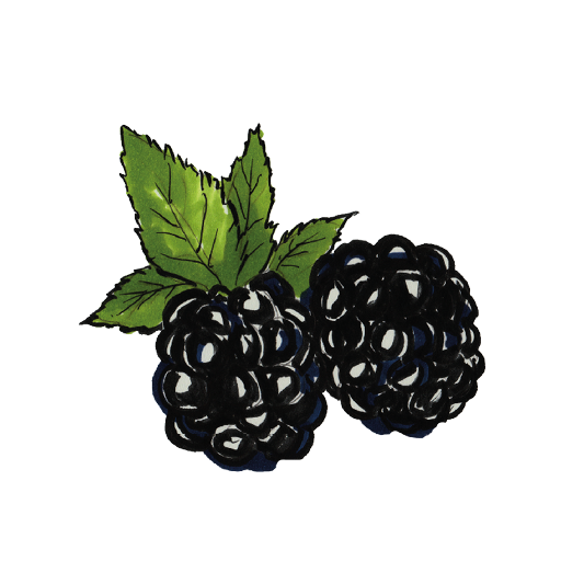 Brombeeren, gefriergetrocknet