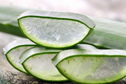 Aloe Vera - Stacheliger Alleskönner?