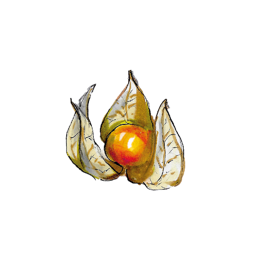 Physalis, getrocknete